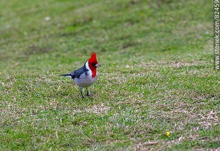 Red-capped cardinal - Fauna - MORE IMAGES. Photo #82459