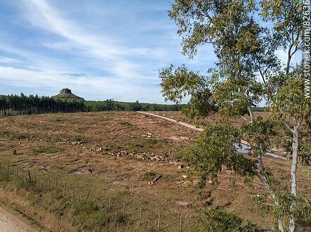 Aerial view of a field of eucalyptus trees, some standing and others cut down. Batoví Dorado Hill - Department of Rivera - URUGUAY. Photo #82636