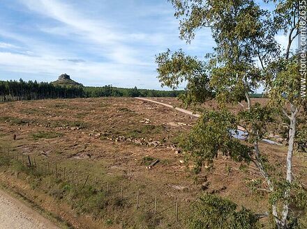 Vista aérea de un campo de eucaliptos, algunos en pie y otros cortados. Cerro Batoví Dorado - Departamento de Rivera - URUGUAY. Foto No. 82635