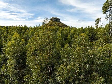 Aerial view of Batoví Dorado hill peeking through the eucalyptus trees - Department of Rivera - URUGUAY. Photo #82633