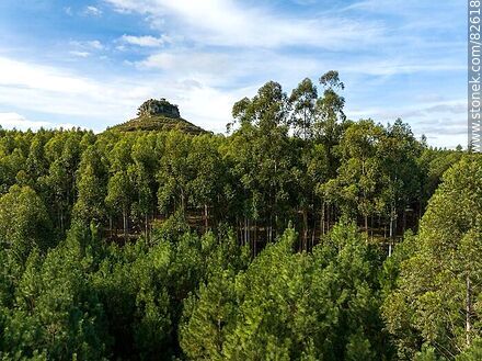 Aerial view of Batoví Dorado hill peeking through the eucalyptus trees - Department of Rivera - URUGUAY. Photo #82618