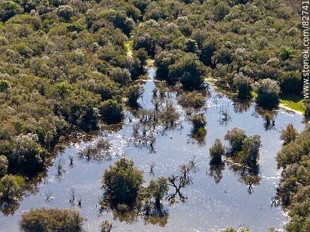 Vista aérea de arbustos sumergidos en la crecida del río Negro - Departamento de Cerro Largo - URUGUAY. Foto No. 82741