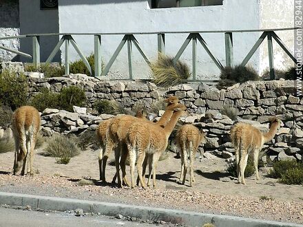 Group of alpacas in Socoroma - Chile - Others in SOUTH AMERICA. Photo #82944