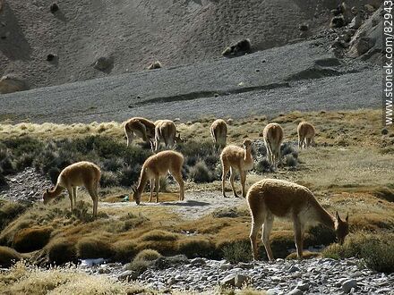 Group of alpacas in Socoroma - Chile - Others in SOUTH AMERICA. Photo #82943