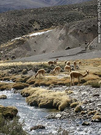 Group of alpacas in Socoroma - Chile - Others in SOUTH AMERICA. Photo #82942