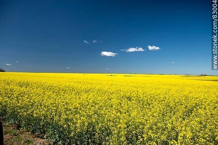 Canola fields. Yellow flowers against the blue sky. Flag of Ukraine -  - URUGUAY. Photo #83004