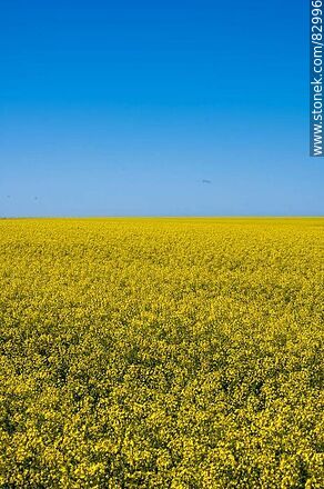 Fields of yellow canola flowers -  - URUGUAY. Photo #82996