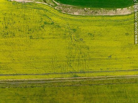 Vista aérea de campos cultivados con canola y avena -  - URUGUAY. Foto No. 83017