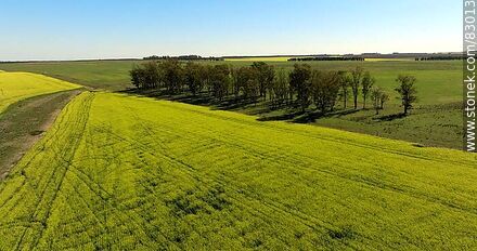 Aerial view of fields cultivated with canola and oats - Rio Negro - URUGUAY. Photo #83013
