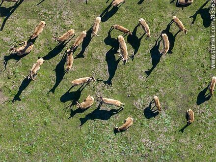 Vista aérea del ecoparque Tálice. Ciervos tomados de arriba - Departamento de Flores - URUGUAY. Foto No. 83563