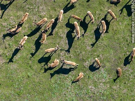 Vista aérea del ecoparque Tálice. Ciervos tomados de arriba - Departamento de Flores - URUGUAY. Foto No. 83562