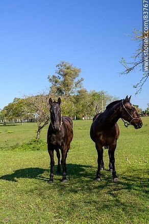 A pair of horses - Department of Salto - URUGUAY. Photo #83767