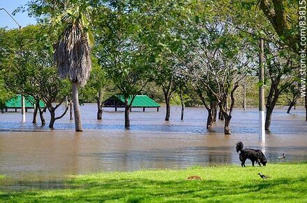 Crecida del río Uruguay sobre el parque Rivera - Departamento de Artigas - URUGUAY. Foto No. 83815
