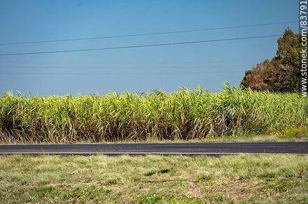 Plantación de caña de azúcar en la ruta 3 - Artigas - URUGUAY. Photo #83791