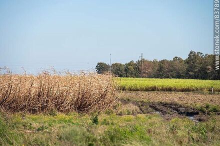 Plantaciones de caña de azúcar - Artigas - URUGUAY. Photo #83789