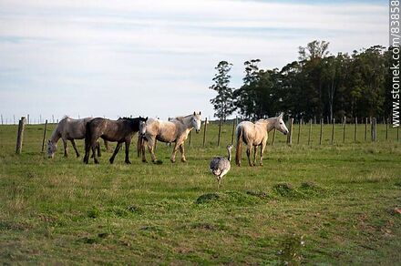 Ñandúes y caballos en el campo - Fauna - MORE IMAGES. Photo #83858