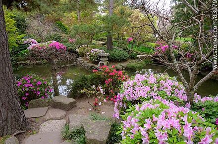 Spring in the Japanese Garden. Azaleas in bloom in front of the pond - Department of Montevideo - URUGUAY. Photo #83979