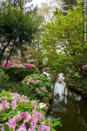 Primavera en el Jardín Japonés. Explosión de azaleas en flor - Departamento de Montevideo - URUGUAY. Foto No. 83968