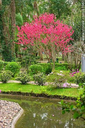 Springtime in the Japanese Garden. Peach tree - Department of Montevideo - URUGUAY. Photo #83961
