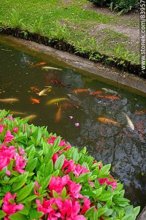 Azaleas and carp in the pond - Department of Montevideo - URUGUAY. Photo #83957