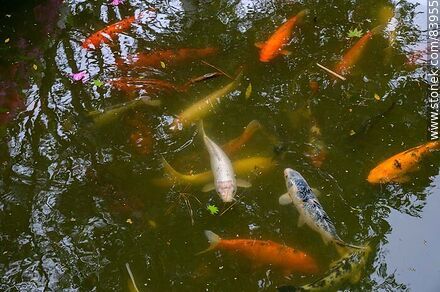 Spring in the Japanese Garden. The pond - Department of Montevideo - URUGUAY. Photo #83955