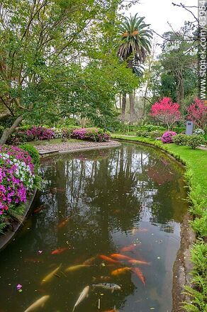 Spring in the Japanese Garden. The pond - Department of Montevideo - URUGUAY. Photo #83954