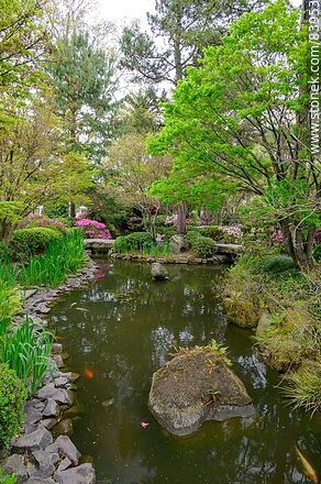 Primavera en el Jardín Japonés - Departamento de Montevideo - URUGUAY. Foto No. 83953