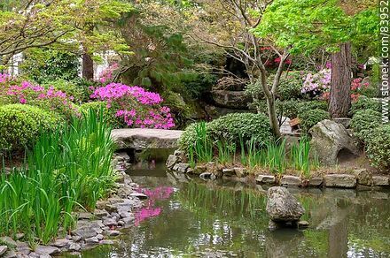 Spring in the Japanese Garden. The pond - Department of Montevideo - URUGUAY. Photo #83952