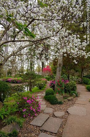 Primavera en el Jardín Japonés. Cerezo en flor - Departamento de Montevideo - URUGUAY. Foto No. 83950