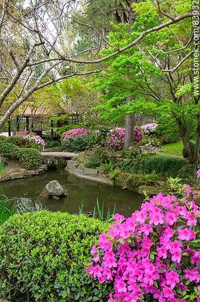 Spring in the Japanese Garden - Department of Montevideo - URUGUAY. Photo #83932