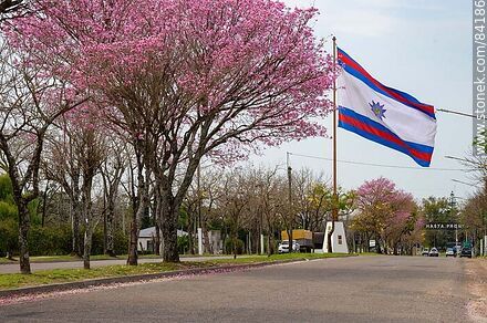 Pamate, maculís or savannah oak and the flag of Paysandú on Italia Avenue - Department of Paysandú - URUGUAY. Photo #84186