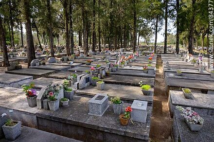 Homogeneous tombs in front of the cypress trees in the San Javier cemetery - Rio Negro - URUGUAY. Photo #84377