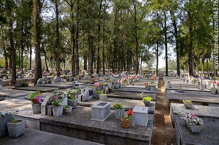Homogeneous tombs in front of the cypress trees in the San Javier cemetery - Rio Negro - URUGUAY. Photo #84376