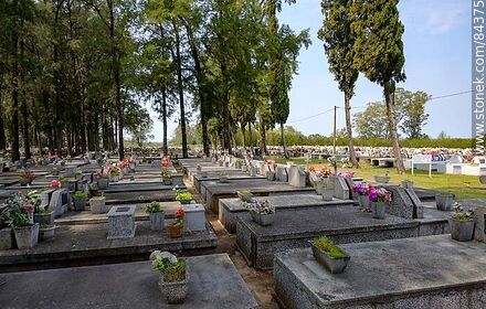 Homogérneas tumbas frente a los cipreses del cementerio de San Javier - Departamento de Río Negro - URUGUAY. Foto No. 84375