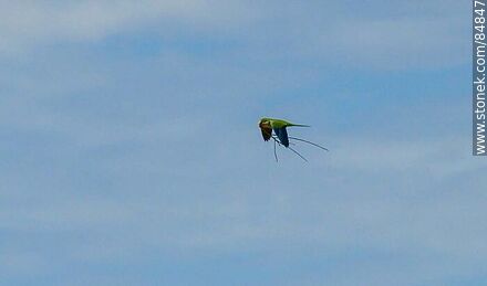 Parrot in flight carrying branches for nest building - Fauna - MORE IMAGES. Photo #84847