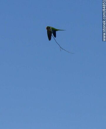 Cotorra en vuelo llevandio ramas para construir un nido - Fauna - IMÁGENES VARIAS. Foto No. 84851