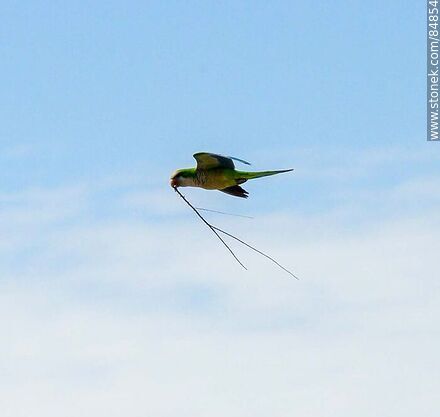 Parrot in flight carrying branches for nest building - Fauna - MORE IMAGES. Photo #84854
