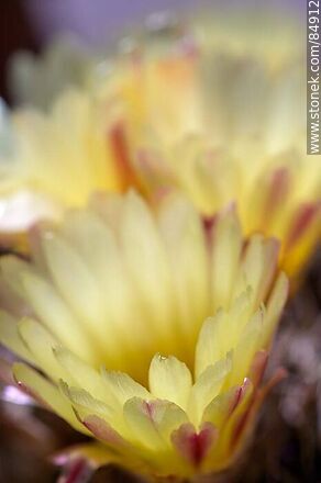 Yellow-flowered prickly pear - Flora - MORE IMAGES. Photo #84912
