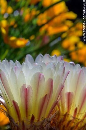 Tuna de flor amarilla - Flora - IMÁGENES VARIAS. Foto No. 84918