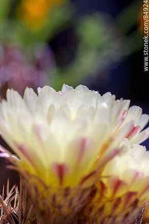 Tuna de flor amarilla - Flora - IMÁGENES VARIAS. Foto No. 84924