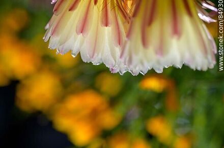 Tuna de flor amarilla - Flora - IMÁGENES VARIAS. Foto No. 84930