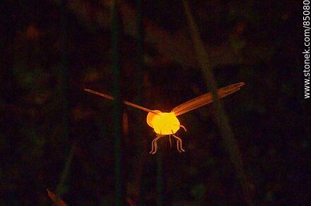 Fireflies - Department of Montevideo - URUGUAY. Photo #85080