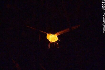 Fireflies - Department of Montevideo - URUGUAY. Photo #85081