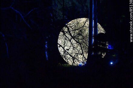 Full moon among the trees - Department of Montevideo - URUGUAY. Photo #85138