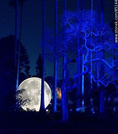 Luna llena entre los árboles - Departamento de Montevideo - URUGUAY. Foto No. 85144