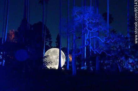 Luna llena entre los árboles - Departamento de Montevideo - URUGUAY. Foto No. 85143