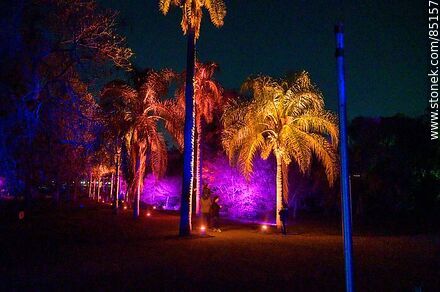 Artificially illuminated vegetation on the roadside - Department of Montevideo - URUGUAY. Photo #85157