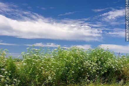 Flores y nubes en el paisaje artiguense - Flora - IMÁGENES VARIAS. Foto No. 85588
