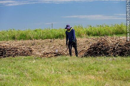 Cañero (también llamados peludos) cortando caña de azúcar - Departamento de Artigas - URUGUAY. Foto No. 85576