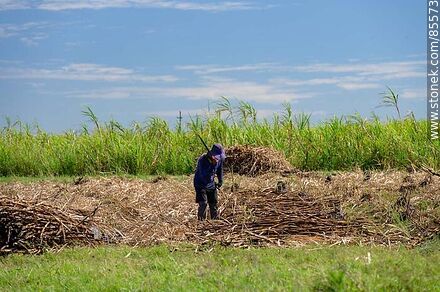 Cañero (también llamados peludos) cortando caña de azúcar - Departamento de Artigas - URUGUAY. Foto No. 85573